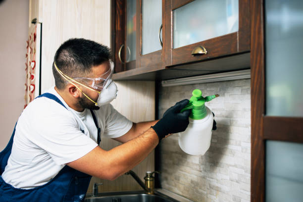 Best Affordable Pest Control Services  in Rolling Meadows, IL