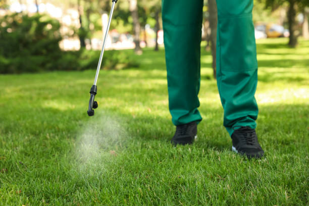 Wasp Removal Services in Rolling Meadows, IL