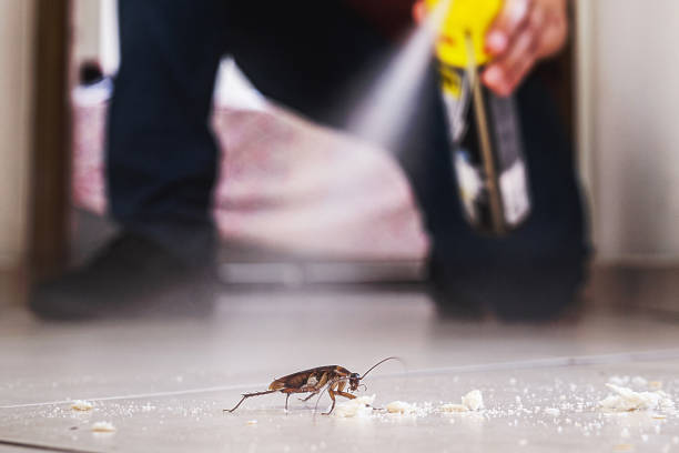 Spider Control Near Me in Rolling Meadows, IL