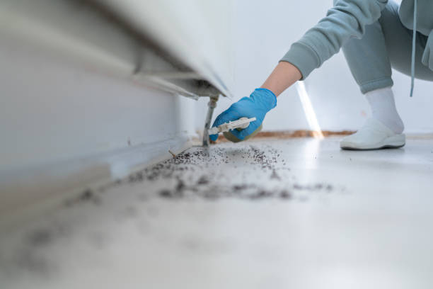 Best Wasp Removal Services  in Rolling Meadows, IL